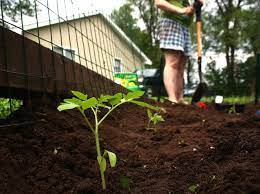 Planter une allumette dans la terre réduit ce risque. Tomate Conseils De Culture Et Plantation