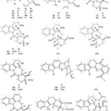 Image result for Psychotria djumaensis