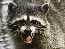 Raccoon Animals Hedgehog Animal Raccoon