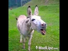 Esel Weint Weil Morgen Montag Ist Youtube In 2020 Funny Comedy Animals Funny Animals