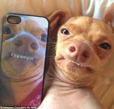 Dachshund Memes Pagina Inicial Facebook
