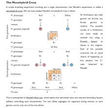 Dihybrid punnett square practice problems. Monohybrid Mice Answer Key Preview Answer Key Guidance 2021