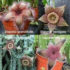 The flowers bloom once a year and come in shades of fuchsia, yellow, salmon, pink, white, orange, red and sometimes will even have a combination of the colors. Orbea Stapelia Variegata Grandiflora Hirsuta Starfish Toad Carrion Cactus Seeds Rare Succulents Christmas Cactus Holiday Cactus
