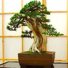 Get free shipping on qualified flowering bonsai trees or buy online pick up in store today in the outdoors department. Evergreen Bonsai Outdoor Trees Herons Bonsai