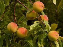 We did not find results for: The Ultimate Guide To Fruit Trees Peaches Nectarines Chris Bowers