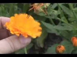 Information On The Side Effects And Traditional Uses Of The Herb Calendula Calendula Officinalis And The Health Calendula Medicinal Plants Herbal Tea Garden