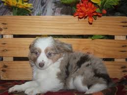 We did not find results for: Miniature Australian Shepherd Dog Female Red Merle 2533003 Pet City Houston