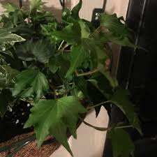 Jan 06, 2021 · how to care for indoor ivy provide correct light. Hedera Helix Francis Ivy Ivy Francis Ivy In Gardentags Plant Encyclopedia