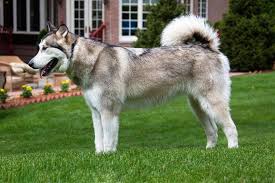 Discover alaskan malamute coloring, sizing, traits, lifespan, and compare alaskan malamutes to other dogs. 3 Alaskan Dog Breeds That Originated In Alaska With Pictures Pet Keen