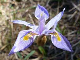 Image result for Moraea stricta