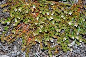 Image result for Mitrasacmopsis