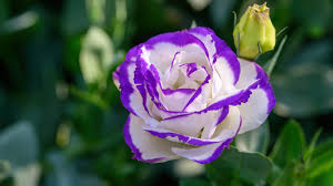 Image result for eustoma Balboa