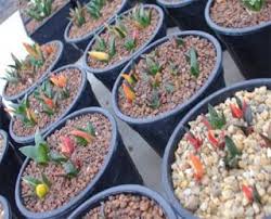 The curious little cacti with the colorful tops have been favorites for office and homes since they became commercially available. Cactus Lover Growing Cactus From Seed Growing Cactus From Seed Succulent Seeds Cactus Seeds