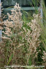 Image result for Phragmites karka