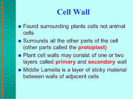 In this exercise, you will observe examples of relatively undifferentiated plant cells. The Plant Cell Early Studies Of Cells N English Scientist Robert Hooke Was The First Person To Describe Cells In N Hooke Examined The Microscopic Ppt Download