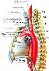 Trachea Esophagus Trachea Human Anatomy Picture Anatomy