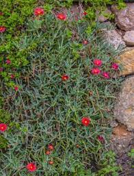 Maybe you would like to learn more about one of these? Planting Succulents That Spread How To Grow Succulents As Groundcover