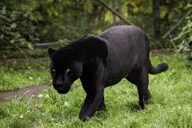 Maybe you would like to learn more about one of these? Photos The Black Panther Also Known As A Black Jaguar Outlook Traveller