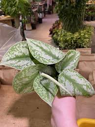 How to care for silver satin pothos (scindapsus pictus). Scindapsus Pictus Exotica Silver Splash Pothos Jungle House