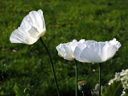 Image result for Papaver somniferum White Cloud