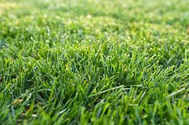 We did not find results for: What Does Lime Do For Grass And Why Your Lawn Might Need It