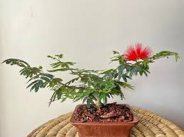 Image result for Calliandra tweedii