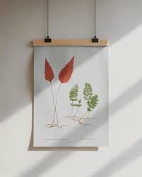 Image result for Hymenophyllum tunbridgense