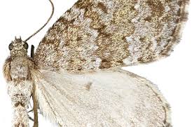 Image result for Entephria caesiata