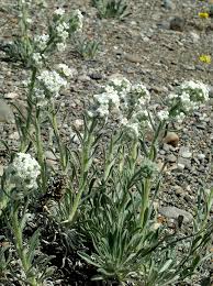 Image result for Alloeochaete oreogena