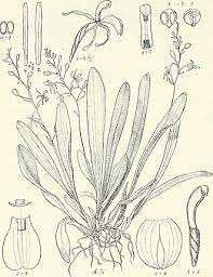 Image result for Liparis epiphytica