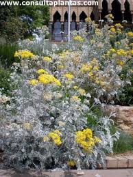 Image result for Cineraria deltoidea