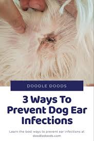 Dog Ear Infection In Doodles Symptoms Treatments And Prevention In 2020 Dogs Ears Infection Dog Ear Dog Ear Infection Treatment