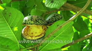 Image result for Voacanga africana