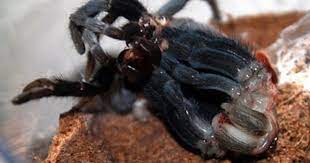Pin On Tarantulas Everywhere