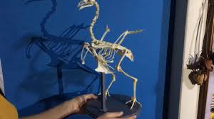 Elaboracion De Un Esqueleto De Gallina Paso A Paso Flores Alexandra Melissa Youtube