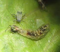 Many of these techniques benefit the overall. Biological Pest Control Wikipedia