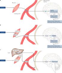 Instant anatomy is a specialised web site for you to learn all about human anatomy of the muscle anatomy body anatomy human joints body joints musculoskeletal system human anatomy and physiology bone and joint bones and. Physical Activity And Muscle Brain Crosstalk Nature Reviews Endocrinology
