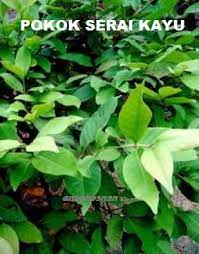 Rebus air, secang, serai, jahe, kayu manis, cengkeh, daun cengkeh, daun pala secara bersamaan di atas api kecil hingga muncul aroma wangi. Anim Agro Technology Serai Kayu Rawat Darah Tinggi