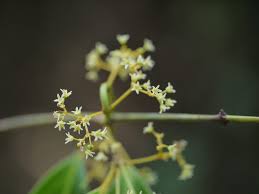 Image result for Hippocratea indica