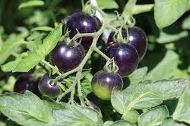 Geschmeckt haben sie auch ganz normal, vielleicht leicht säuerlich, aber mehr auch nicht. Schwarze Tomaten 10 Sorten Mit Gutem Geschmack Infos Zur Reifung Tomaten De