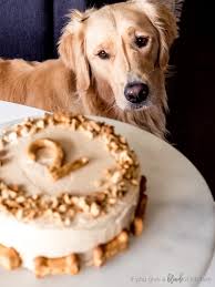 A yummy carrot, pumpkin and peanut butter birthday cake recipe for your canine friend! Pumpkin Dog Cake Recipe If You Give A Blonde A Kitchen