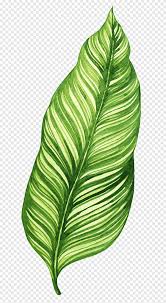 Banana Leaf Food Salsa Summer Banana Leaves Watercolor Painting Food Png Pngegg Full banana leaf png marijuana leaf silhouette png christmas leaf png banana boat png minions banana png leaf divider png. banana leaf food salsa summer banana