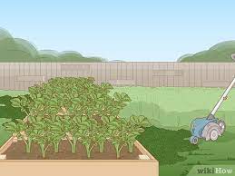 Russel goes to california where he talks about how to prevent rodents from coming into your raised bed gardens. 3 Simple Ways To Keep Rats Out Of A Vegetable Garden Wikihow