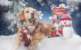 We did not find results for: Download Wallpapers Winter Christmas Golden Retriever Snow Cute Dog New Year Besthqwallpapers Com Tier Wallpaper Niedliche Hunde Hunde Welpen