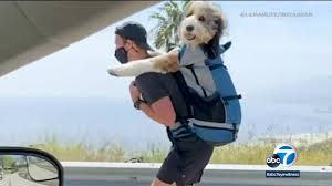 Link video baby puppy viral. Benji The Therapy Dog Seen In Viral Video On Owner S Back Gives Helping Paw With Virtual Fundraiser Online Hospital Visits Amid Covid 19 Abc7 Los Angeles
