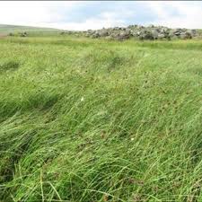 Image result for Fuirena ciliaris