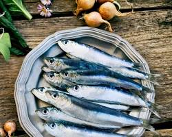 Gambar Sardine fish