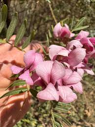 Image result for Virgilia oroboides