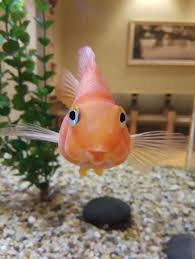 One Happy Gupper Fish Animal Humour Little Fish