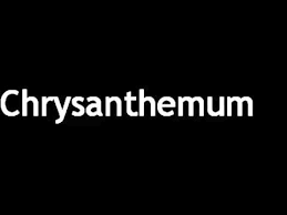 How To Pronounce Chrysanthemum Youtube